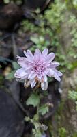 Close-up of a Faded Lavender Chrysanthemum Flower in a Garden Setting photo