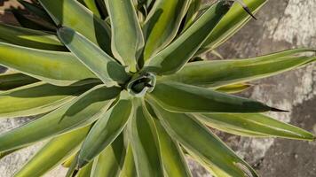 Striking Top-Down View of a Variegated Agave Plant with Sharp Leaf Points photo