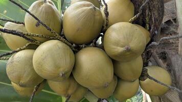 Abundance of Young Coconuts Hanging from the Tree in a Tropical Climate photo