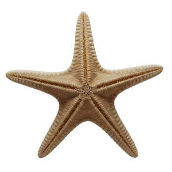 estrella de mar minimalista 3d representación en un suave y suave renderizador png