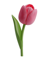 Tulip minimalist 3D rendering in a soft and smooth renderer png