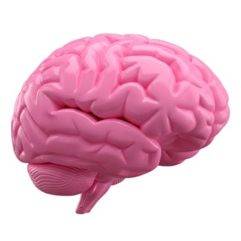 Brain minimalist 3D rendering in a soft and smooth renderer png