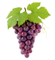 Purple grapes minimalist 3D rendering in a soft smooth renderer png