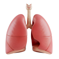 Human lungs minimalist 3D rendering soft and smooth renderer png