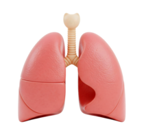 Human lungs minimalist 3D rendering in soft and smooth renderer png