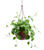 Green Trailing Plant a Hanging Pot Minimalist 3D Rendering in Soft And Smooth Renderer png