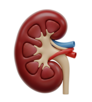 Anatomical Model of a Human Kidney Minimalist 3D Rendering in Soft And Smooth Renderer png