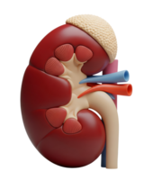Anatomical Model of Human Kidney Minimalist 3D Rendering in Soft And Smooth Renderer png