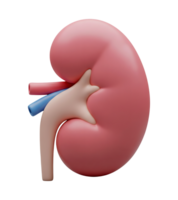 Anatomical Model of Human Kidney Minimalist 3D Rendering in a Soft And Smooth Renderer png
