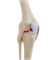 Anatomical Model of the Human Knee Joint Minimalist 3D Rendering in a Soft And Smooth Renderer png