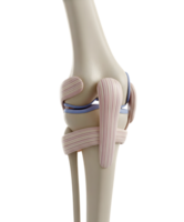 Anatomical Model of the Human Knee Joint Minimalist 3D Rendering Soft And Smooth Renderer png