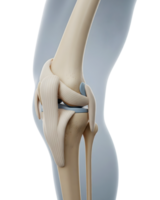 Anatomical Model of the Human Knee Joint Minimalist 3D Rendering in Soft And Smooth Renderer png