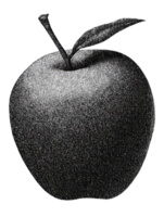 Vintage Apple Illustration In Retro Engraving. Fruit For Nostalgic Appeal Illustration Isolated On Transparent Background png