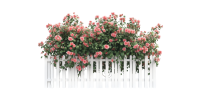 Picket Fence With Blooming Pink Roses. Symbol Of Beauty And Tranquility In Garden Design Isolated On Transparent Background png