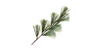 Pine Branch With Needles. Nature And Botanical Design Element Isolated On Transparent Background png