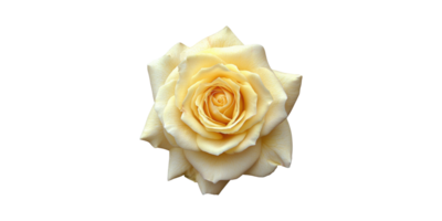Yellow Rose Blossom. Symbol Of Friendship And Joy Isolated On Transparent Background png
