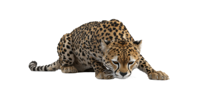 Crouching Cheetah. Wildlife And Predator Behavior In Focus Isolated On Transparent Background png