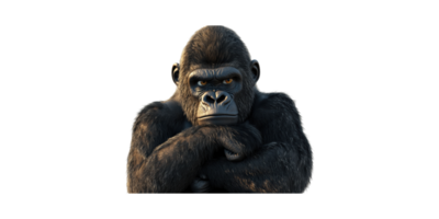 Gorilla With Intense Stare. Symbol Of Strength And Contemplation Isolated On Transparent Background png