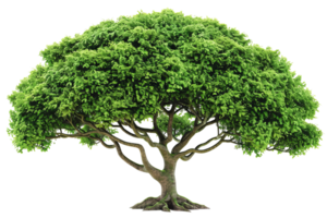 Lush green tree with dense foliage, symmetrical branches, and a sturdy trunk against a solid background png