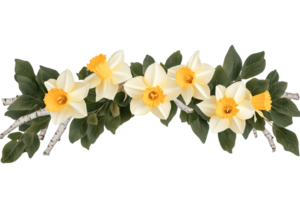 Elegant floral arrangement of daffodils with green leaves, resting on birch branches, against a transparent background png