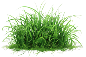 Vibrant green grass in a clump, blades swaying. Bright, simple grass isolated against a transparent background. Fresh, vivid, natural png