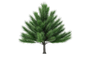 Evergreen conifer with layered, vibrant green needles and a short, sturdy trunk isolated on a transparent background png