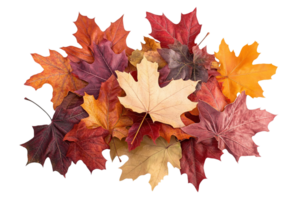 Autumnal pile with diverse leaves. Vibrant reds, oranges, yellows form a beautiful seasonal display png