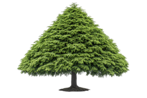 Lush, triangular green tree with dense foliage and a slender, dark trunk on a transparent background png