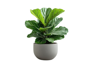 Potted plant with broad green leaves, showcasing leaf veins, set against a transparent background in a smooth, rounded, gray pot png