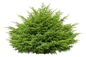 Lush green shrub with dense needles against a transparent background. Detailed, compact growth png