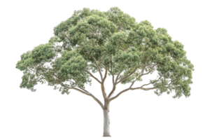 Lush, green tree with a wide canopy. Isolated against a transparent background. Grey trunk png