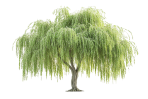 Weeping willow tree with cascading leaves. Isolated on transparent background png