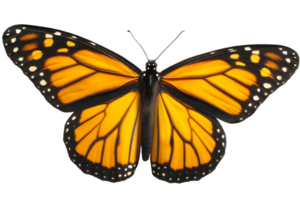 Monarch butterfly with distinct orange, black, and white markings, wings spread, isolated on transparent background png