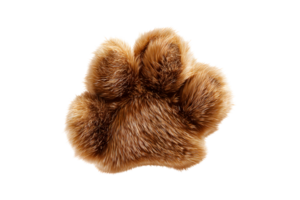 Fuzzy paw. Isolated transparent background, the orange fur defines toe pads and claws. Small, yet detailed, with rich textured fibers png