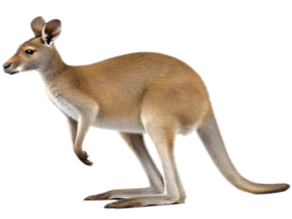 A kangaroo stands against a transparent background, showcasing its tan fur and powerful build png