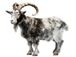 Detailed goat. Grey and white coat. Large, curved horns and a white beard. Looking toward the viewer. Isolated on transparent background png