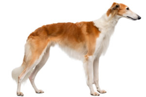 Greyhound dog with red and white fur isolated, sleek racing sighthound in elegant standing pose png