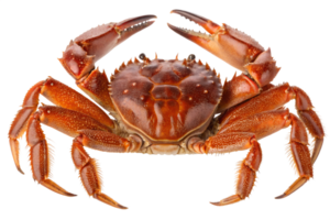 Delicious crab with claws isolated on the transparent background, perfect for recipes or food labels png