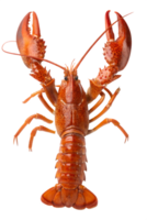Red cooked lobster, crispy shell and meat details, isolated on transparent background png