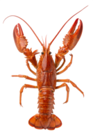 Lobster isolated on transparent background, fresh seafood, high-resolution cutout png