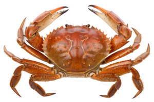 Delicious crab with claws isolated on the transparent background png