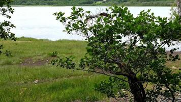 A Peaceful and Serene Lakeside View Surrounded by Lush Greenery and Tranquil Nature video