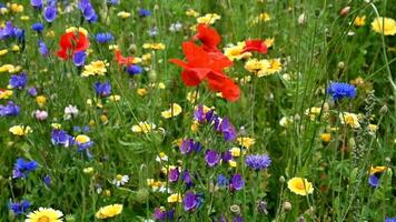 A Bright Wildflower Field Filled with Beautiful Red Poppies and Colorful Blooming Flowers video