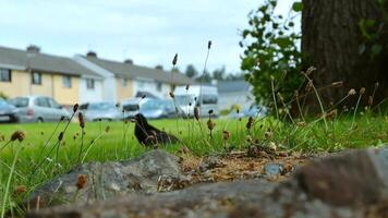 A blackbird can be seen foraging amidst the tranquil and peaceful setting of a neighborhood video