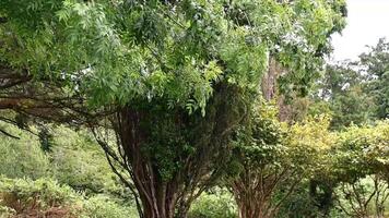 Lush Green Trees Abundant in a Serene and Picturesque Natural Setting Surrounded by Nature video