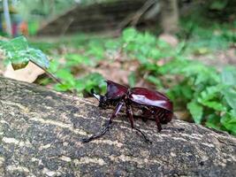 a red beetle sitting on a tree branch photo