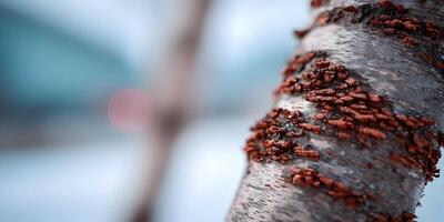 Closeup Tree Bark Texture Reddish Brown Peeling Birch Tree Trunk photo