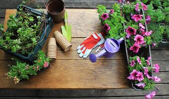 Gardening tools and flower on wooden background photo