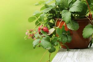 Alpine strawberry plant in pot with pink flower on green background photo