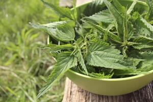 Freshly stinging nettles in bowl ready for cooking photo